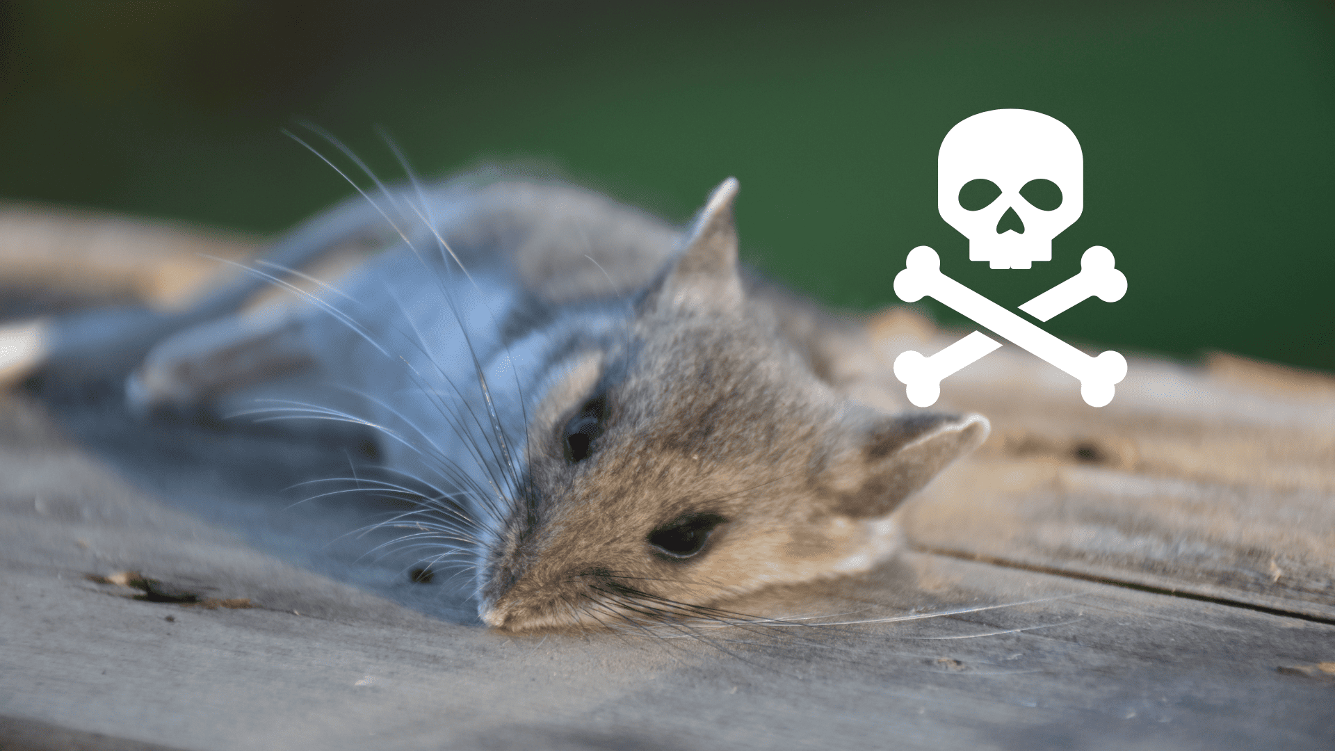 combien de temps meurt une souris empoisonnée combien de temps meurt une souris empoisonnée