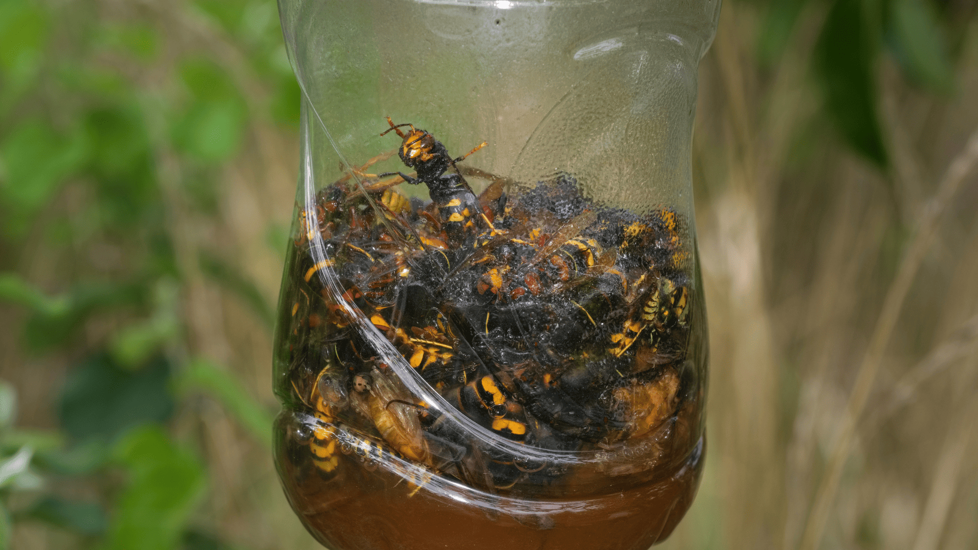 piège écologique frelon asiatique
