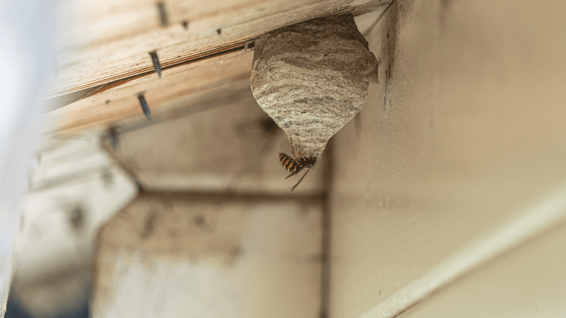 Nid de guêpe sous toiture Nid de guêpe sous toiture