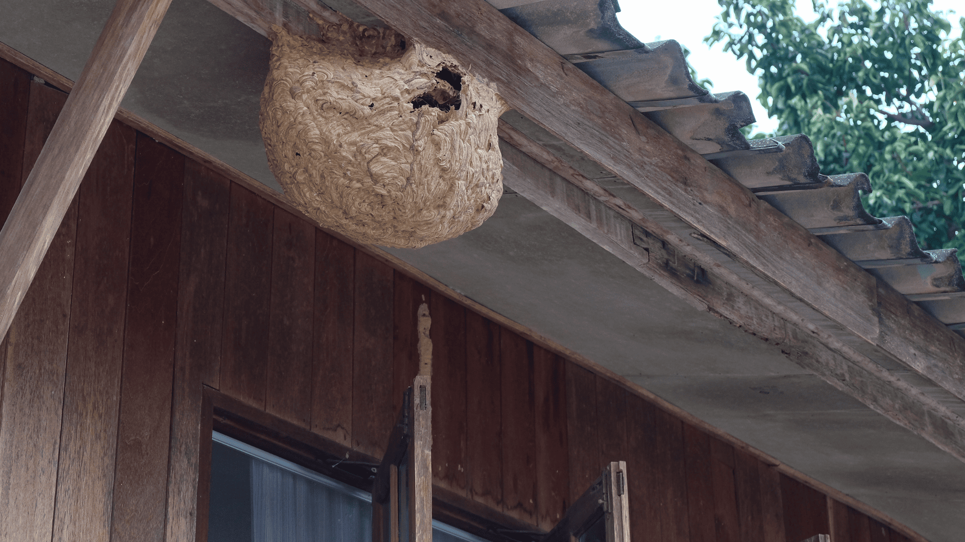 Nid de guêpe sous toiture Nid de guêpe sous toiture fréquentation