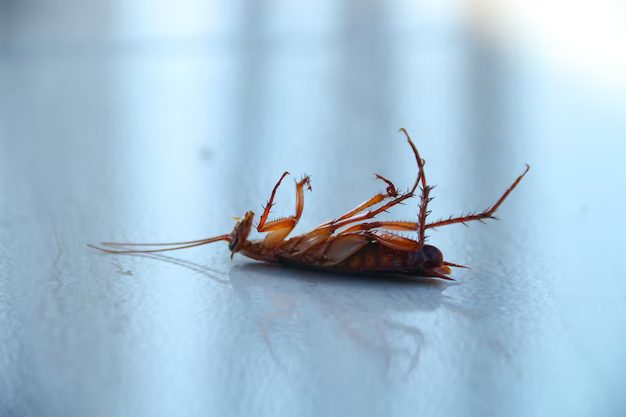 cafard mort cafard mort