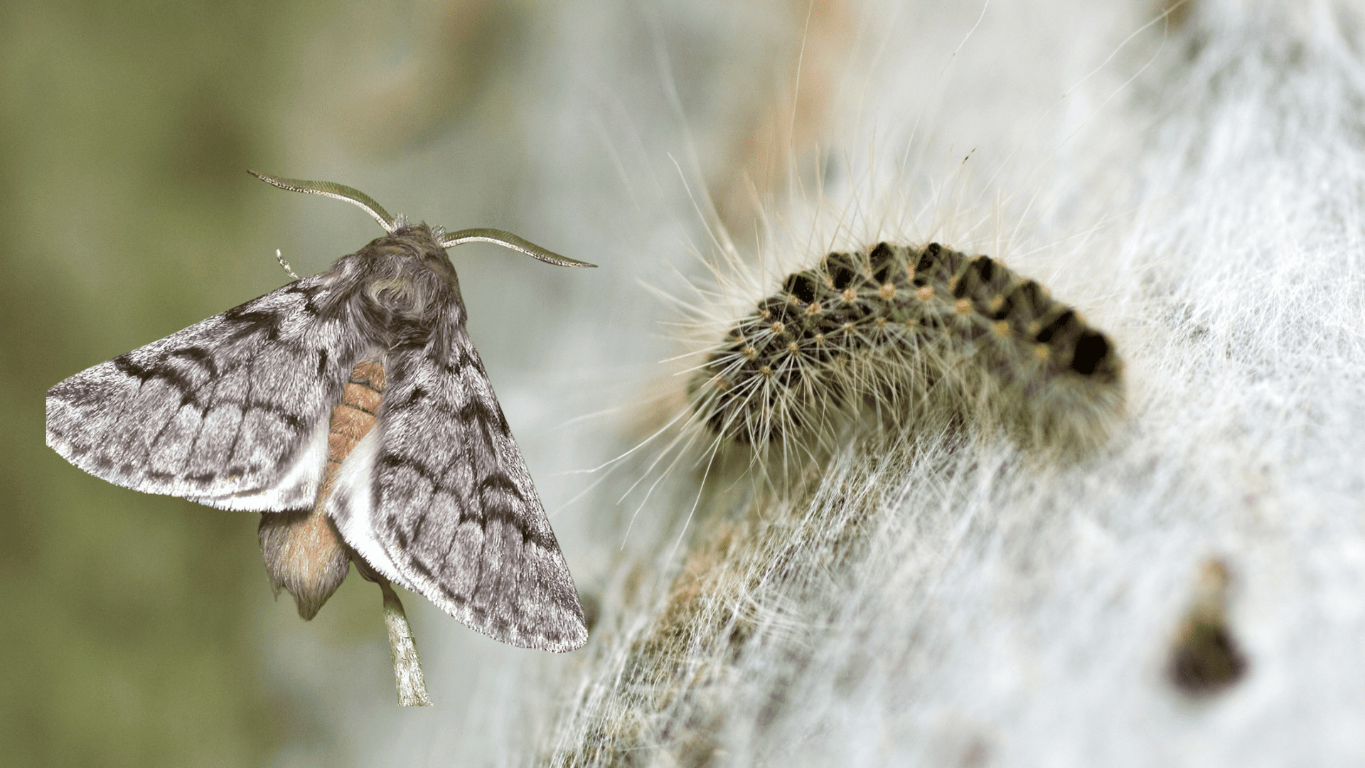 Chenille processionnaire et papillon processionnaire Chenille processionnaire et papillon processionnaire