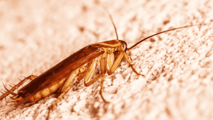 Insectes ressemblant au cafard