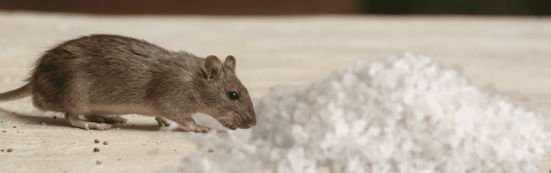 Bicarbonate de soude contre les souris Bicarbonate de soude contre les souris