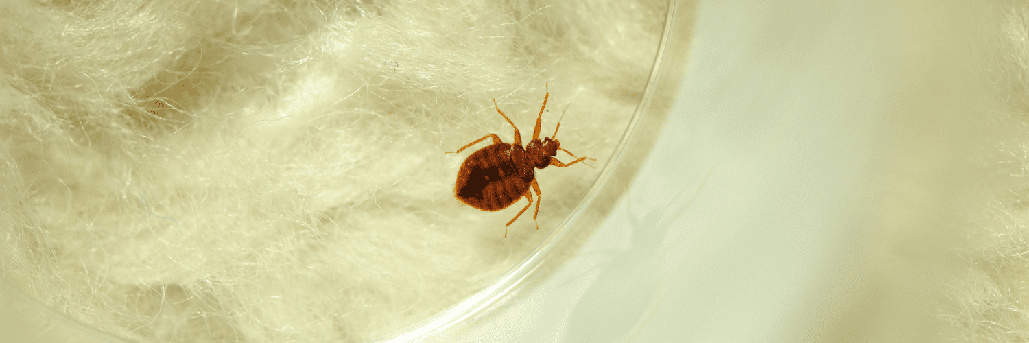 Apparence punaise de lit