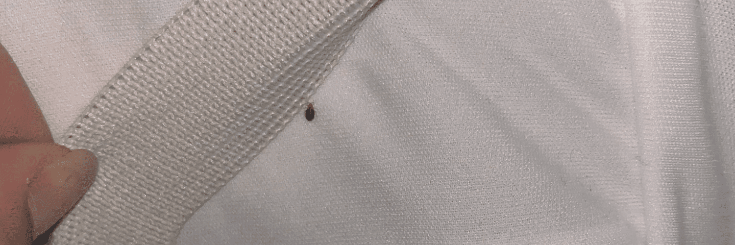 punaise de lit sur le matelas