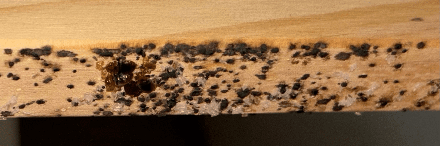 signe d'infestation punaise de lit