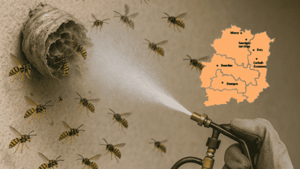 Destruction nid de guêpes 91