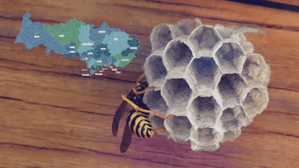 Destruction nid de guêpes 95