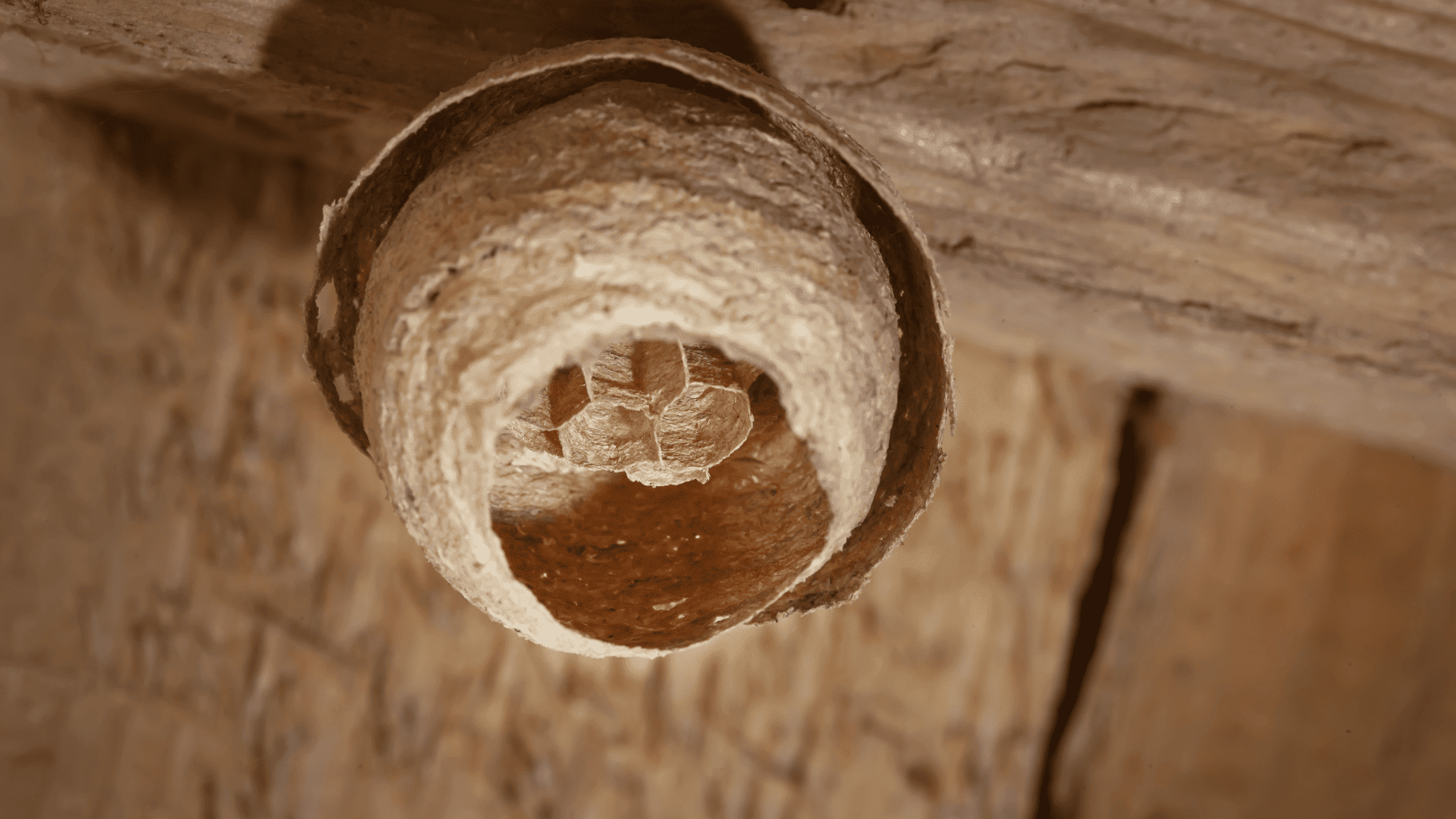 nid de guêpe actif ou inactif nid de guêpe actif ou inactif