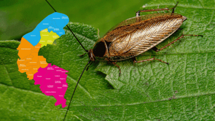 Traitement cafard 92