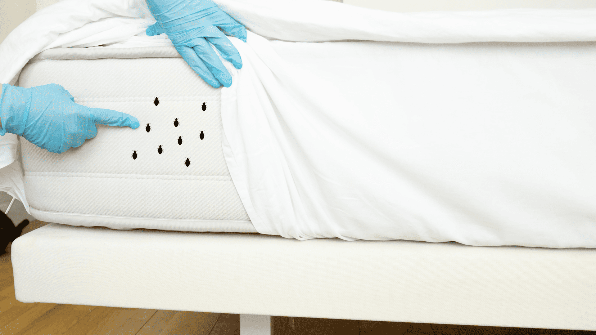 punaise de lit matelas