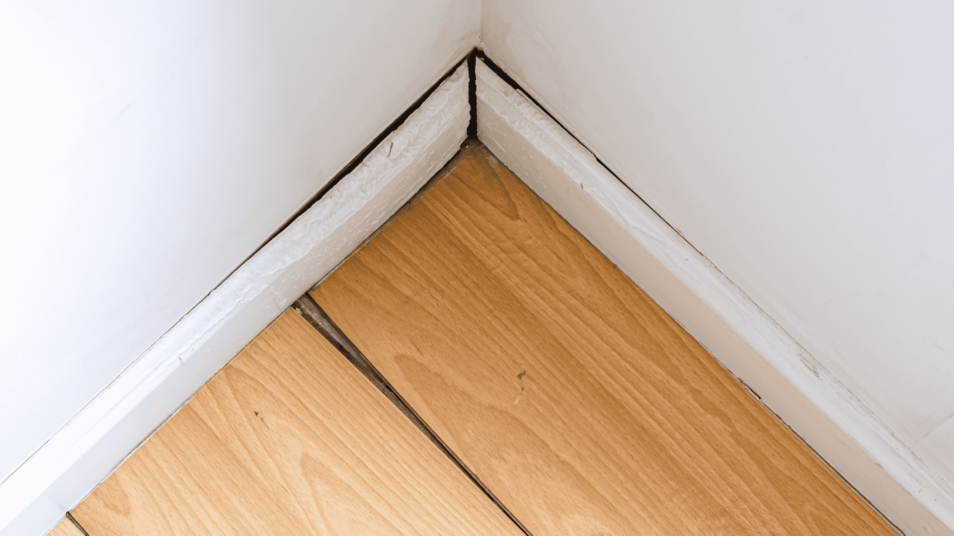 punaise de lit plinthes