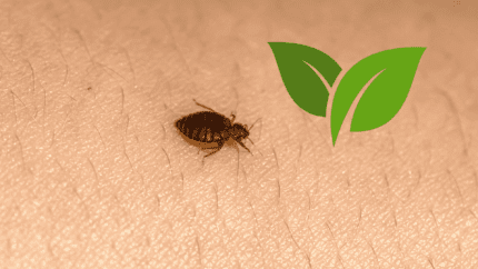 Punaise de lit traitement naturel