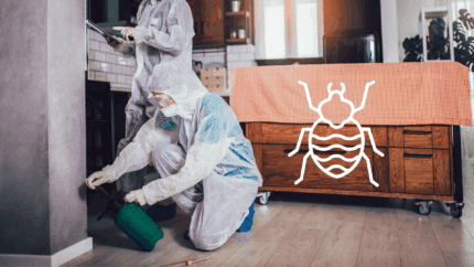 Punaise de lit traitement chimique