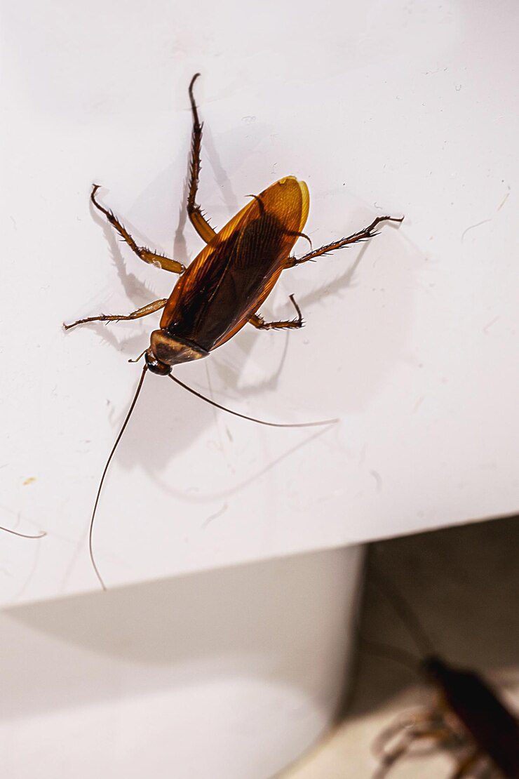 les cafards envahissent les maisons les cafards envahissent les maisons