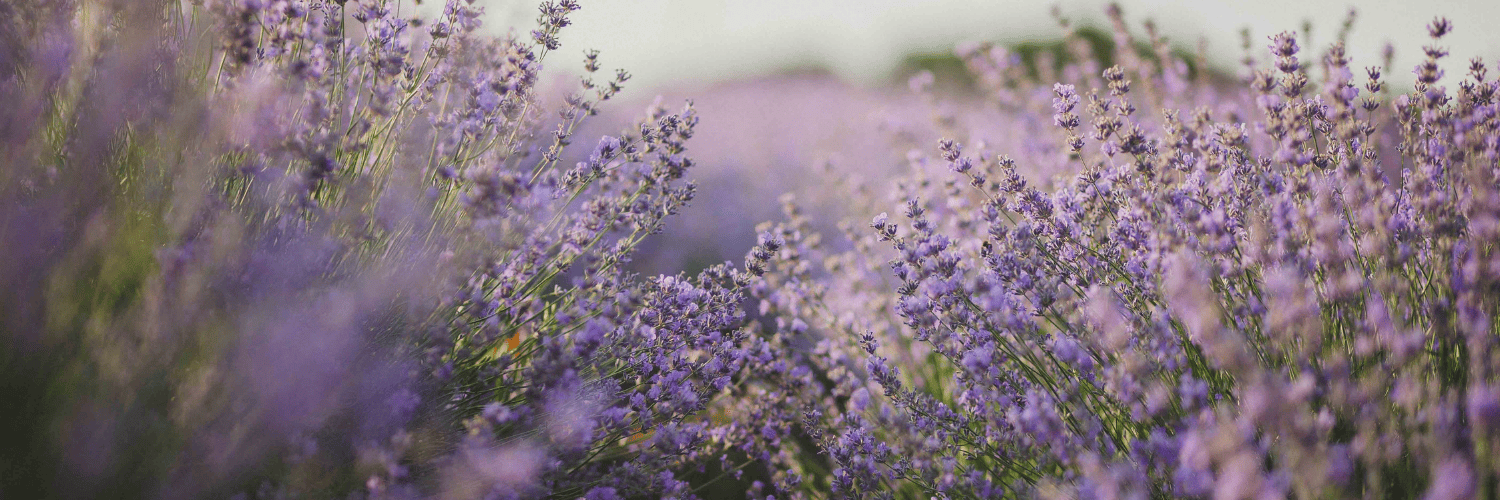lavande répulsif pour moustique