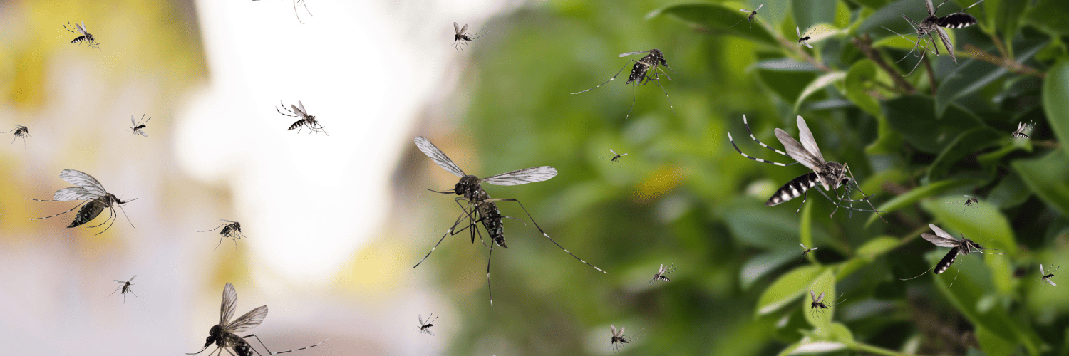 traitement préventif contre les moustiques