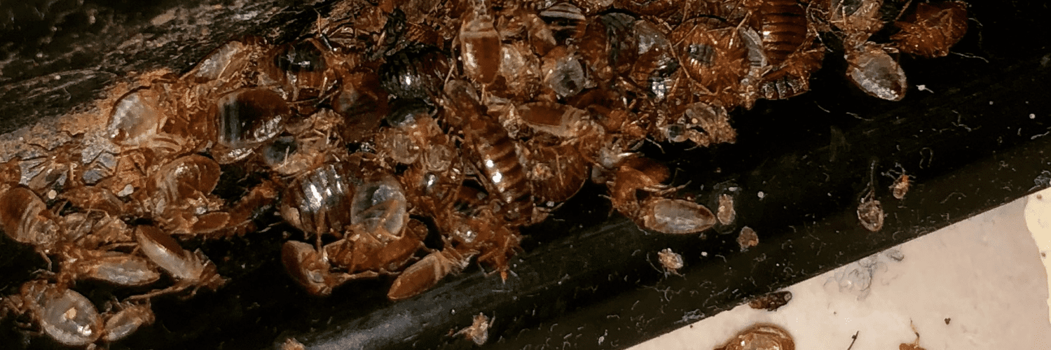 infestation punaise de lit