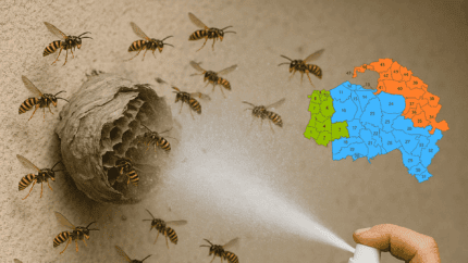 Destruction nid de guêpes 94