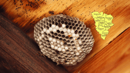 Destruction nid de guêpes 78