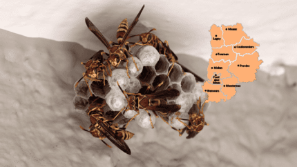 Destruction nid de guêpes 77