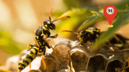 Destruction nid de guêpes 93