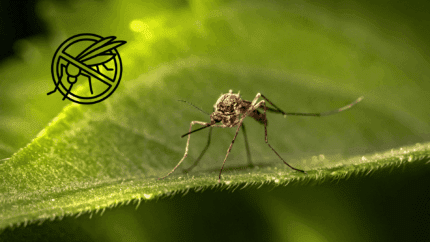 Répulsif à moustique