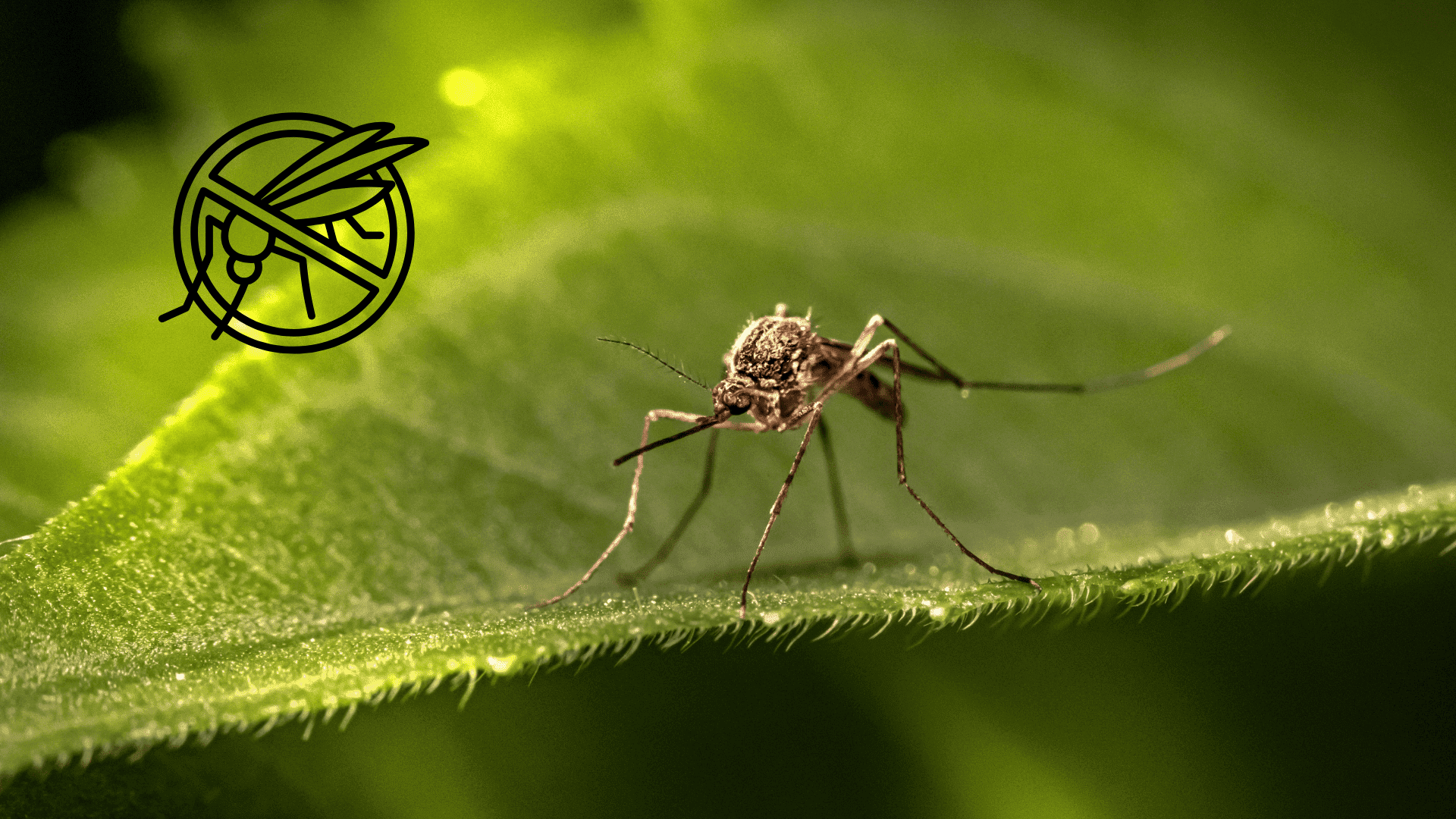 Répulsif à moustique