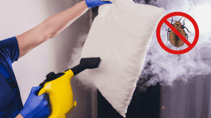 Traitement thermique punaise de lit