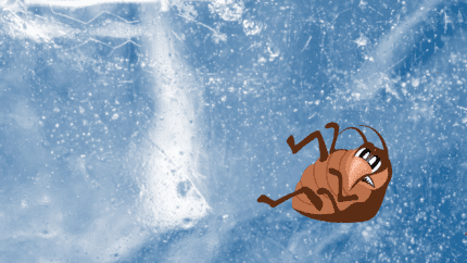 Punaise de lit traitement par le froid