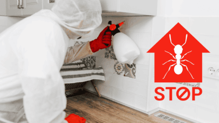 Exterminateur fourmis