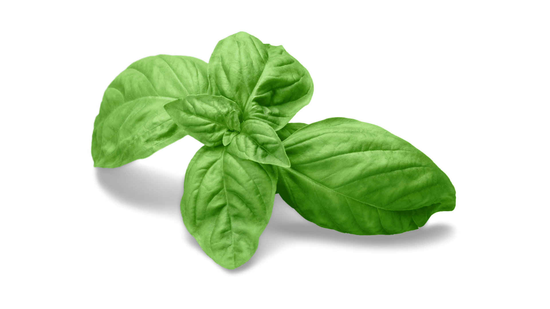 basilic anti moustique basilic anti moustique