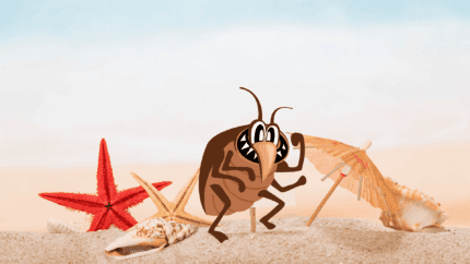 punaises de lit en vacances
