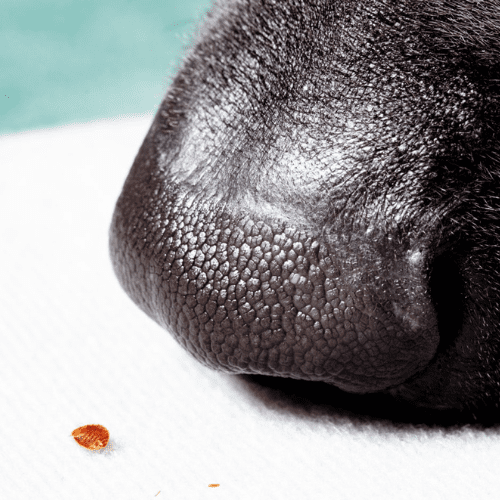 détection canine