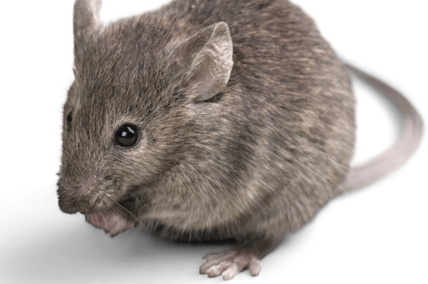 souris sur fond blanc