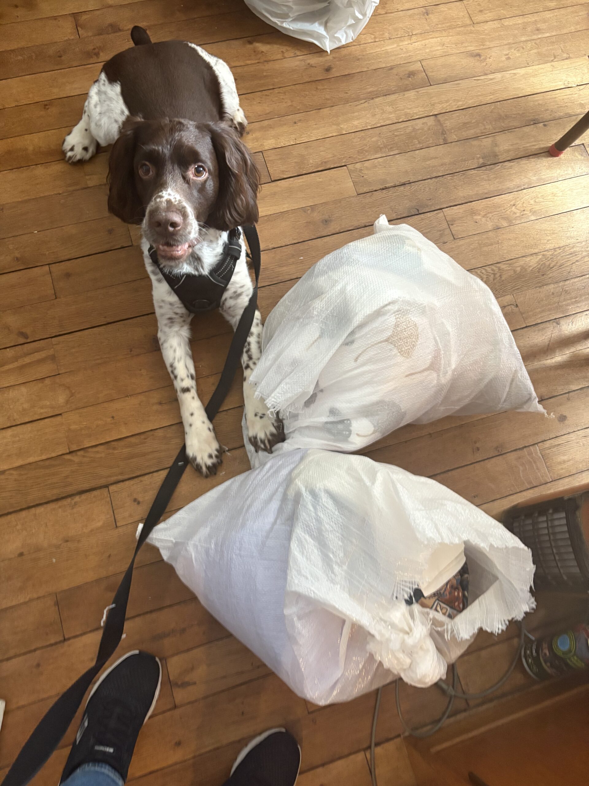 habits isolés pendant une détection canine.