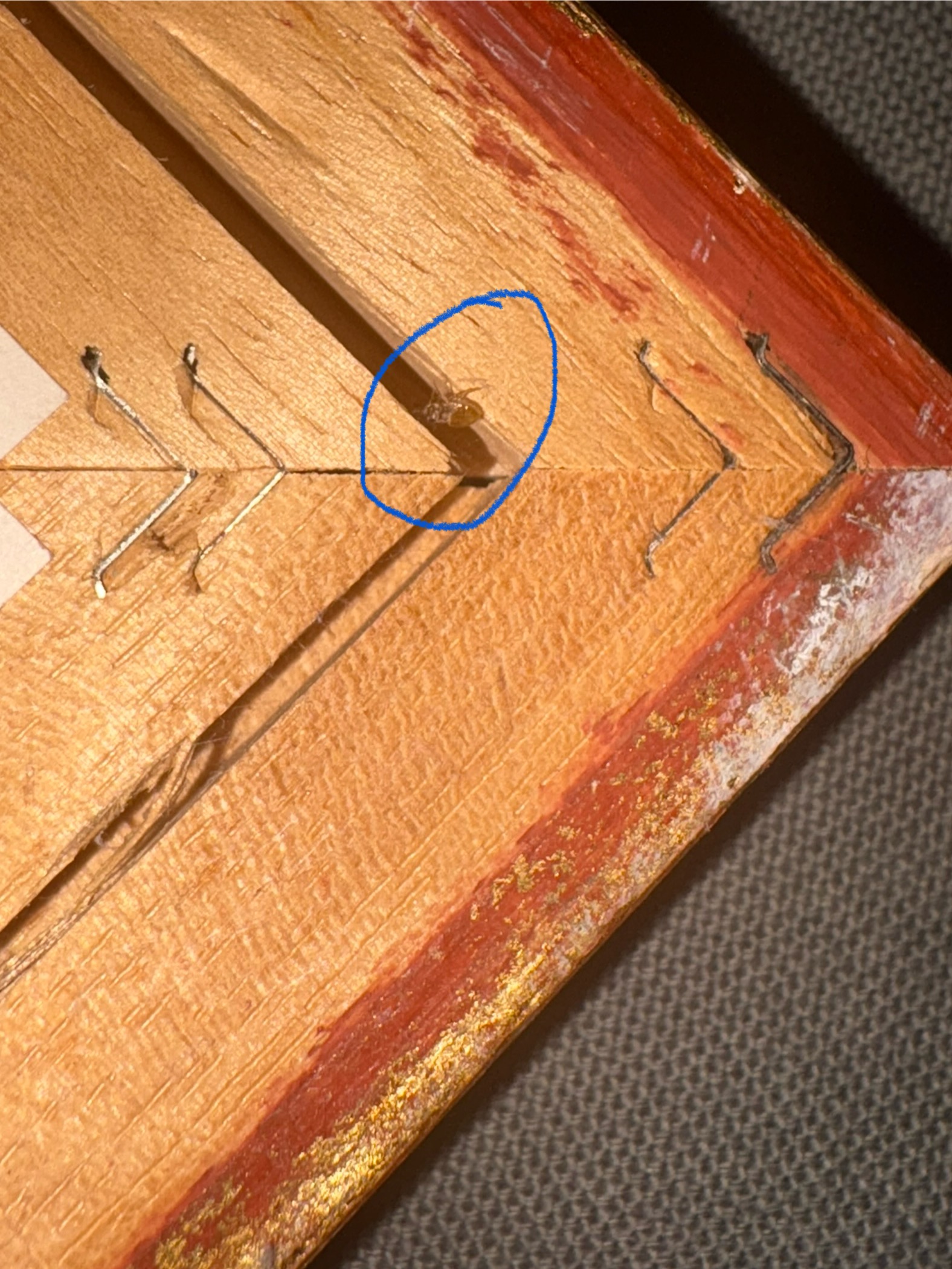 punaise de lit caché dans un meuble.