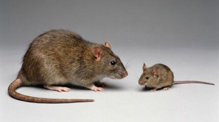 deratisation-rats-souris-2025.png